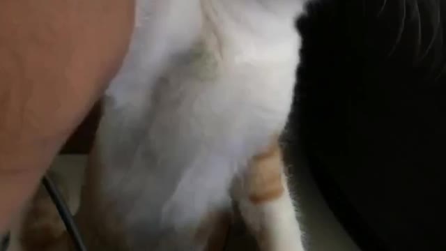 White cat biting on plastic dropper