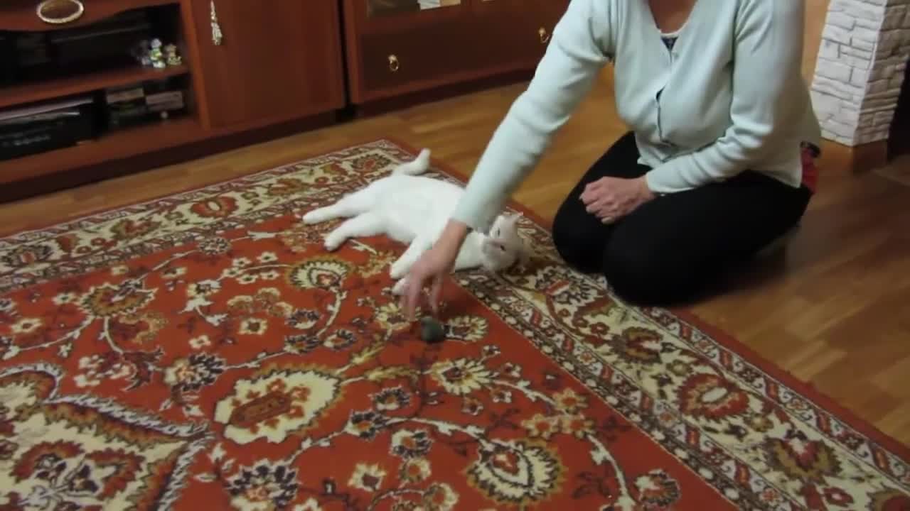 Funny video of a cat playing with a mouse.