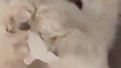 cuteness Dogs