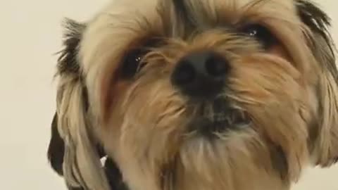 Cute dog in the world