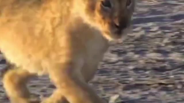 BABY TIGER VS BABY LION😂MOST FUNNY AND CUTE BABY TIGER AND LION VIDEOS