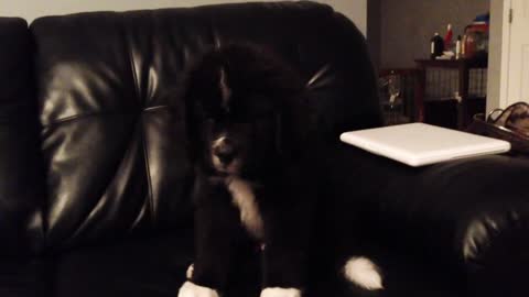 Sleepy puppy adorably falls over