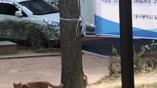 Let's see a sleek cat descending from the tree.