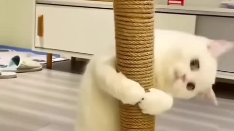 Funny Cats Video