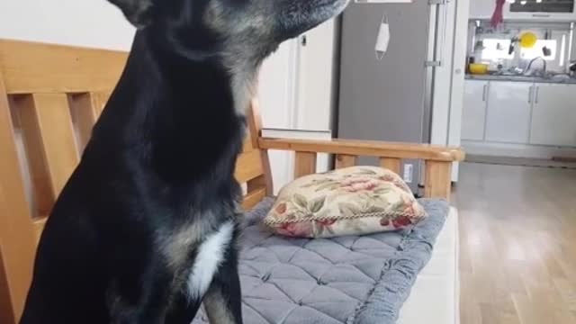 A black puppy eating a snack right on the nose.