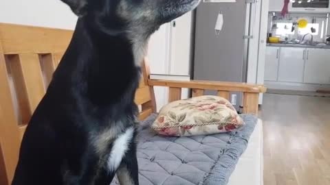 A black puppy eating a snack right on the nose.