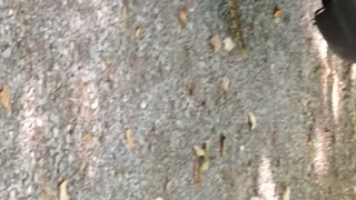 Rattlesnake in Cades Cove