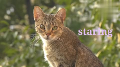 Why do cat stare at us?? 🐱 funny cats