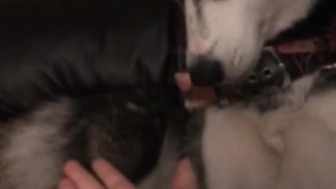 Husky is asked to give high five bites hand instead
