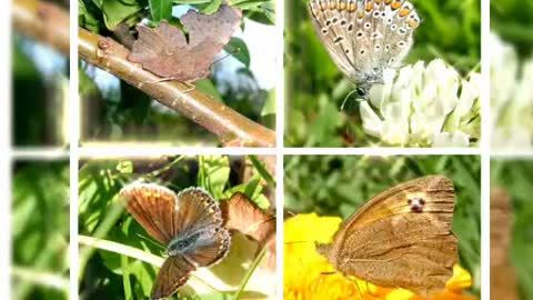 Butterflies, lovely butterflies