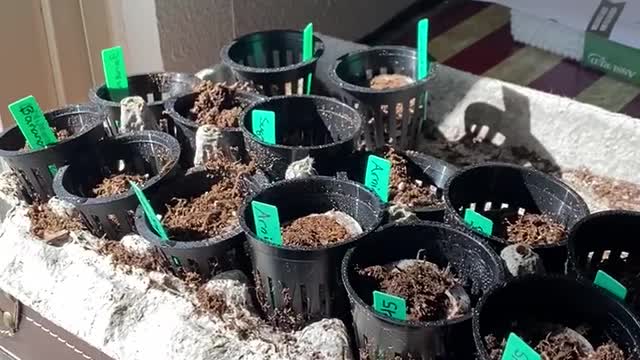 Seedlings for Hydroponics