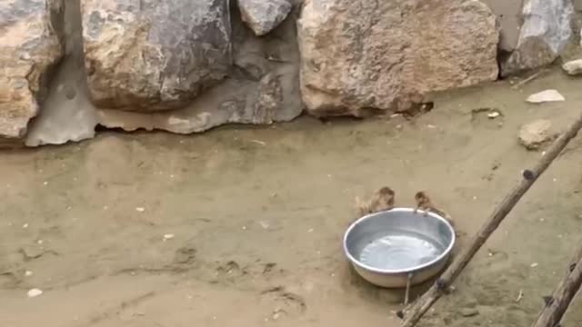 monkey