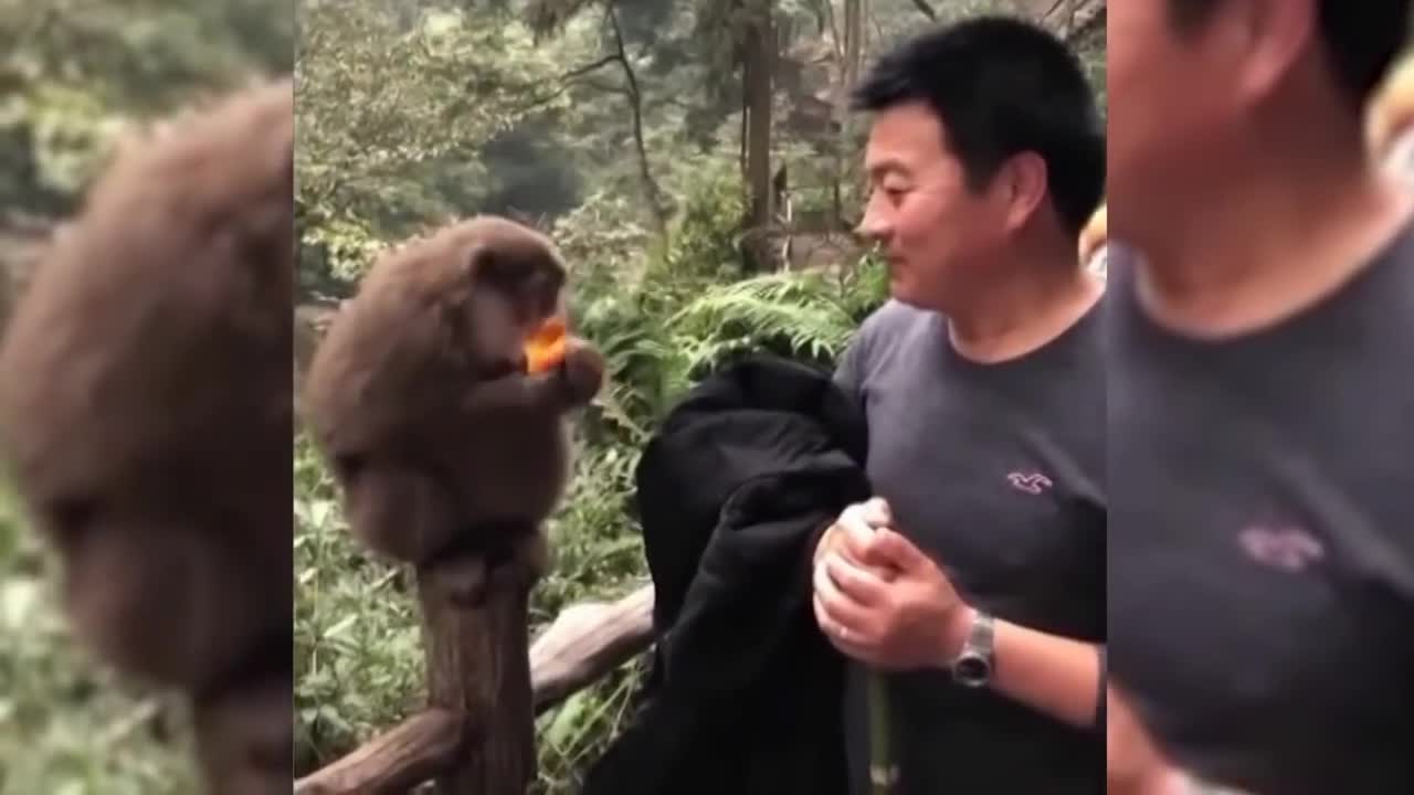Funniest Animals 😂 - Best Of The monkey compilation Funny Animal Videos 😁 - Cutest Animals Ever 💕😍