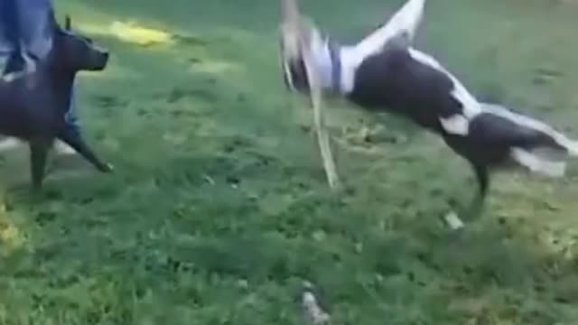 When a lazy but cleaver dog challenges active and passionate dog. See what happens?