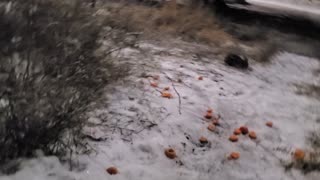 Rabbit Winter Journey Day 3