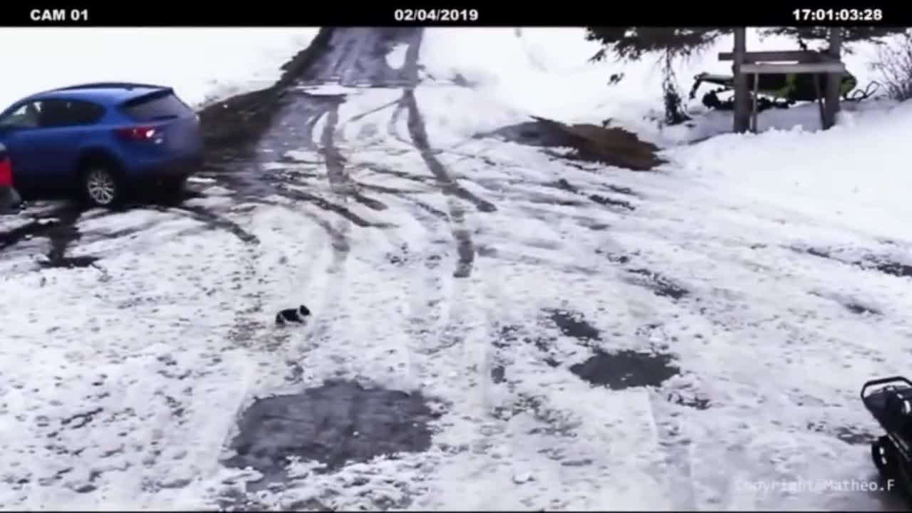 There is also genuine friendship between animals, like this pair of dogs