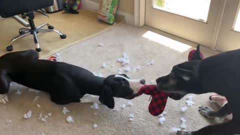 Cat shocked at Great Danes destroy stuffed toy