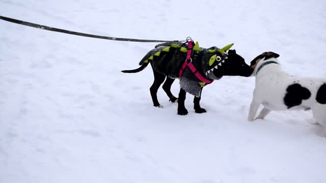 OMG !!! Amazing Dog Vs 3️⃣ Dog / Love Dog