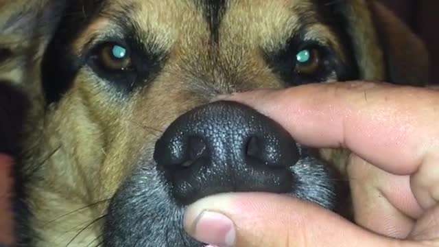 Owner squeezing brown dog's nose