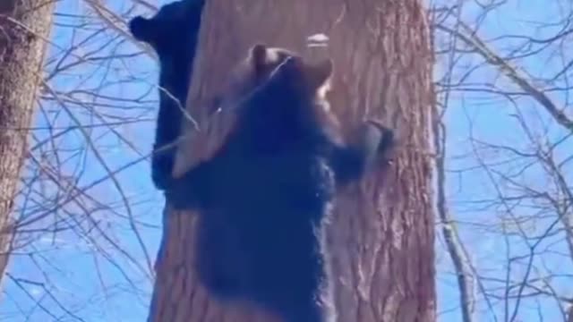 Oh, my God, can these two bear cubs climb trees that well? This is surprising