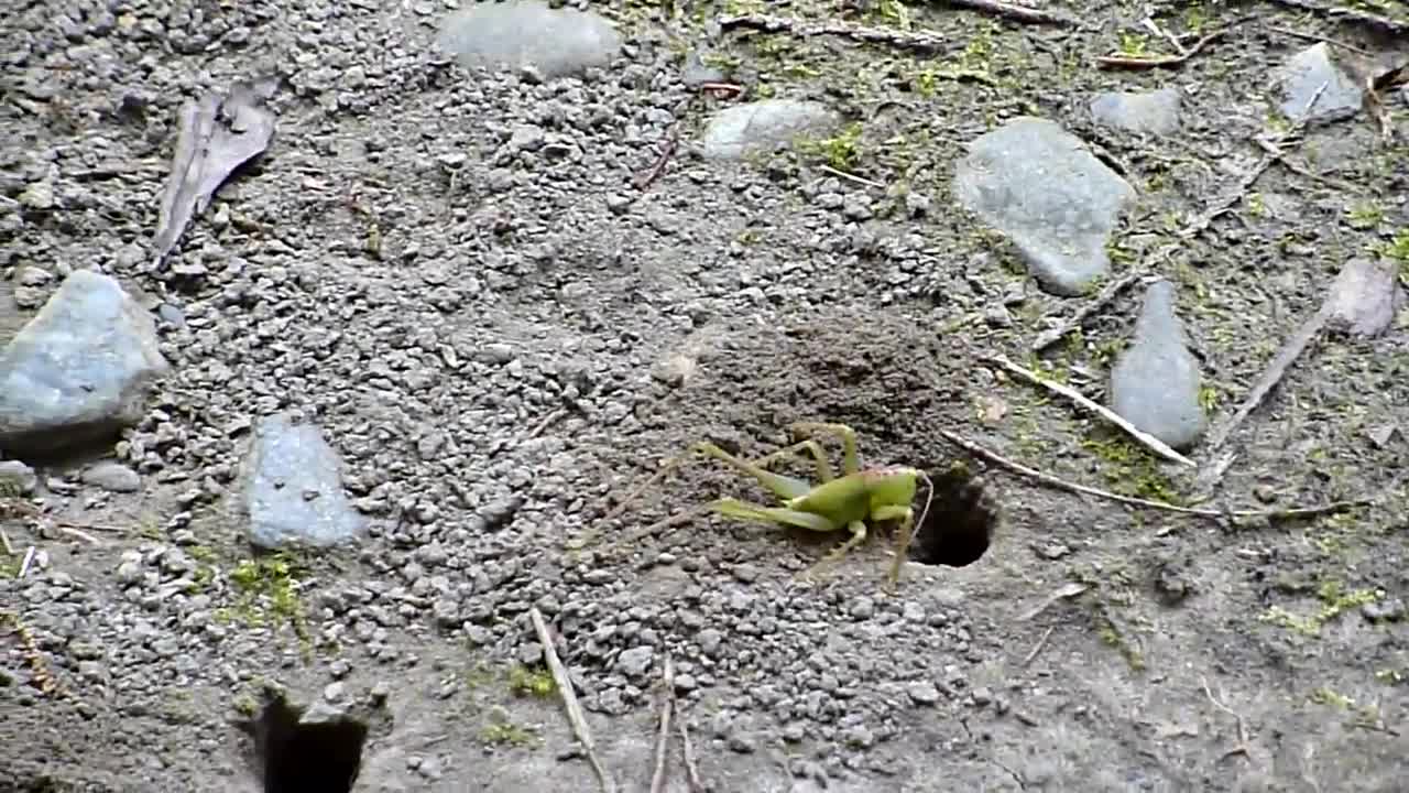 The red-footed wasp burrows and hides the katydid