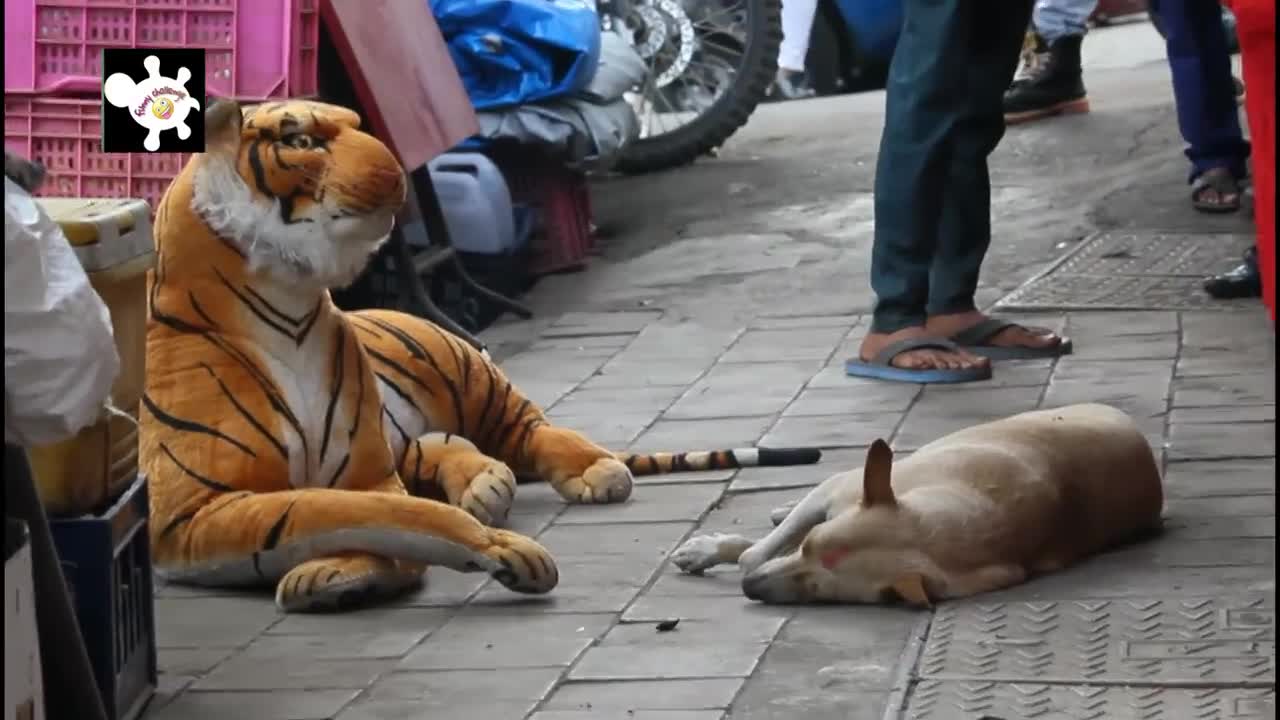 Fake Tiger Prank Dogs video || Not to laungh challenge || funny video