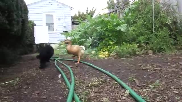 Duck gives chase!