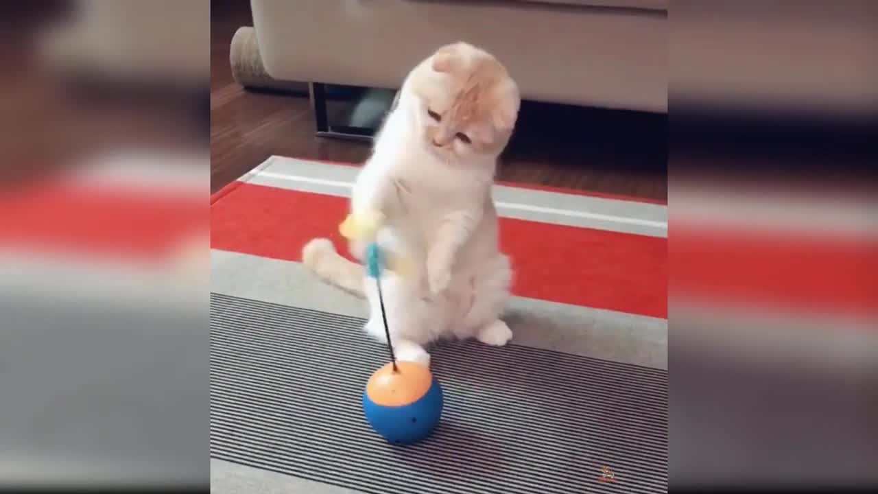 Cat Reaction to playing Toy - Funny Cat Toy Reaction Compilation (2019)