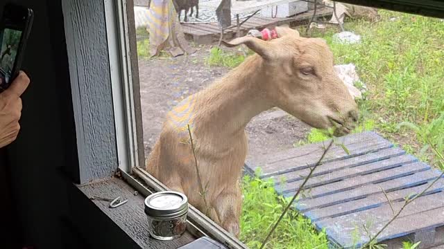 Goat Says Hello from the Window