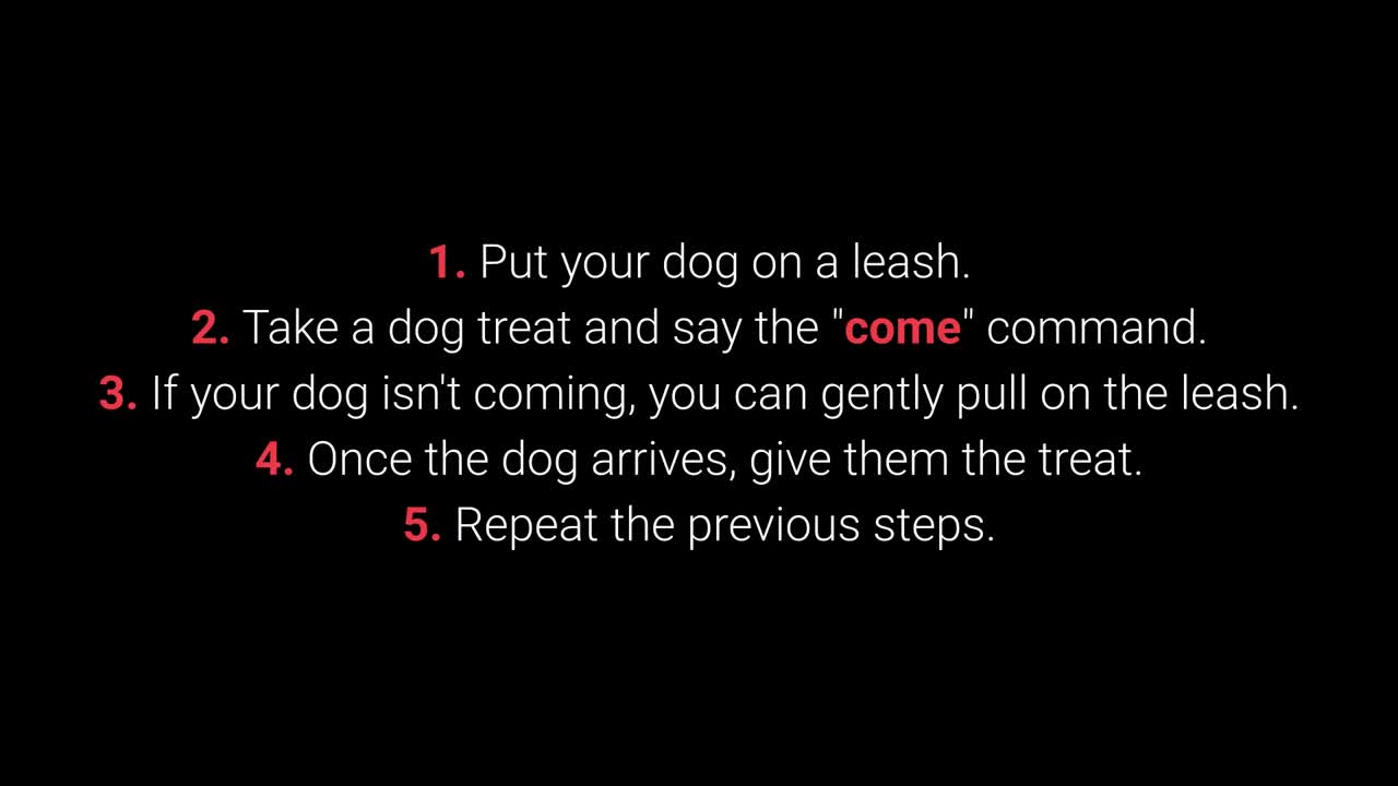 Basic essentials of training of training your dogs