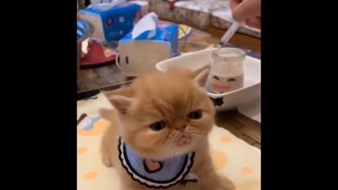 FUNNY Animal videos clips 2022