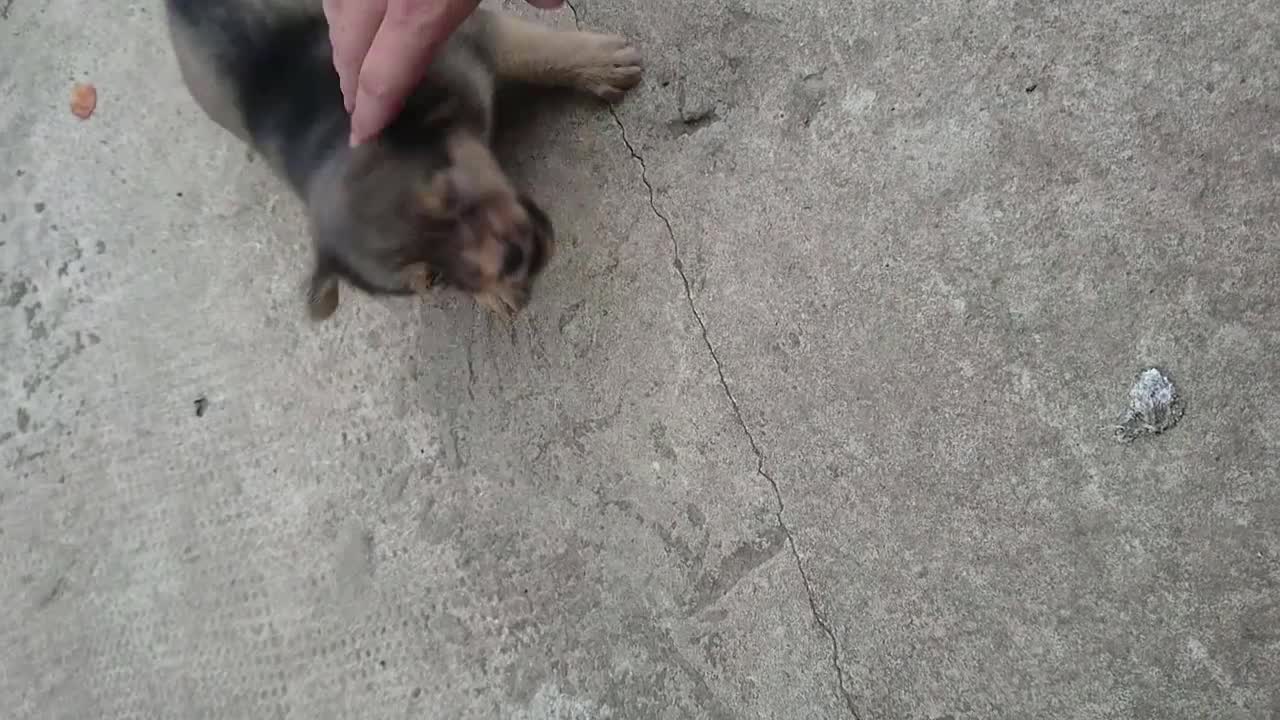 The cute little dogs