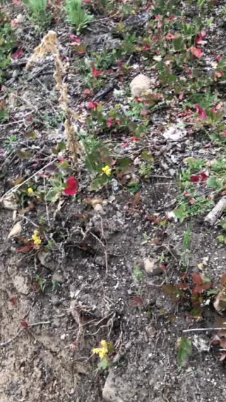 Snow in Utah in May! Beautiful