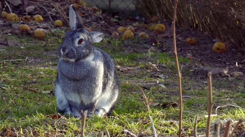 A Rabbit is looking for food