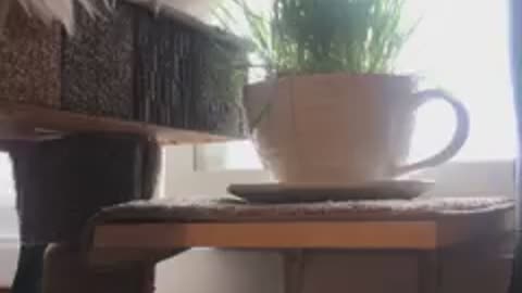Cat Grass is Great