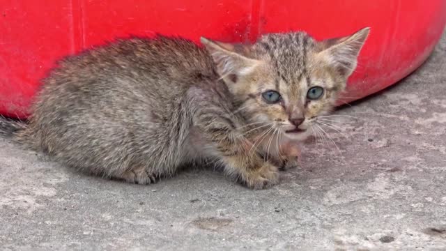 The kitten cannot play with the plastic ball yet Farm Animals Video Cats