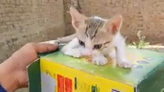 Funny cat