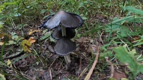 Inky cap