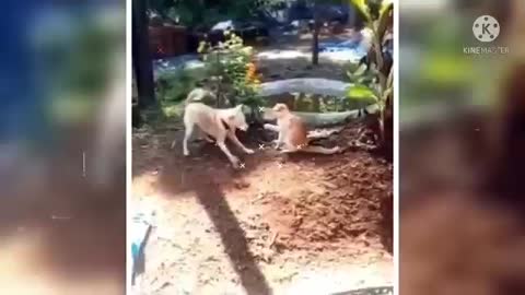 Fight dog&cat