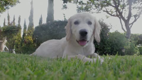 The dog lying in the garden