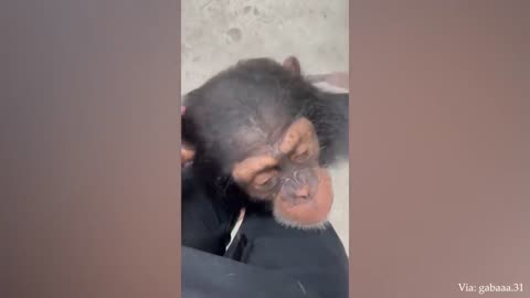 funny Monkeys