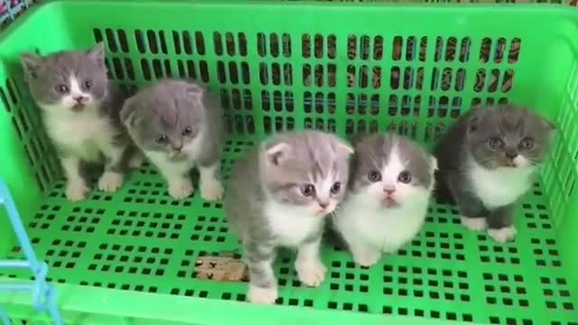 5 Curious Little Kittens