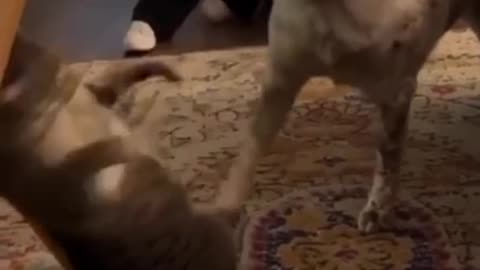 TRY NOT TO LAUGH 😆 Best Funny Videos Compilation 😂😁😆 Memes