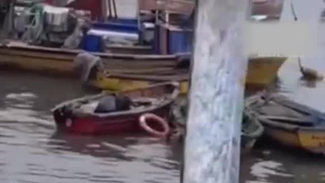 Chilean fishermen catch 5-meter-long oarfish, considered a harbinger of disaster