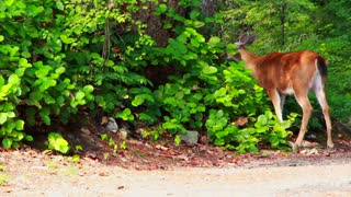 Deer Catching Some Green Leafs In Forest