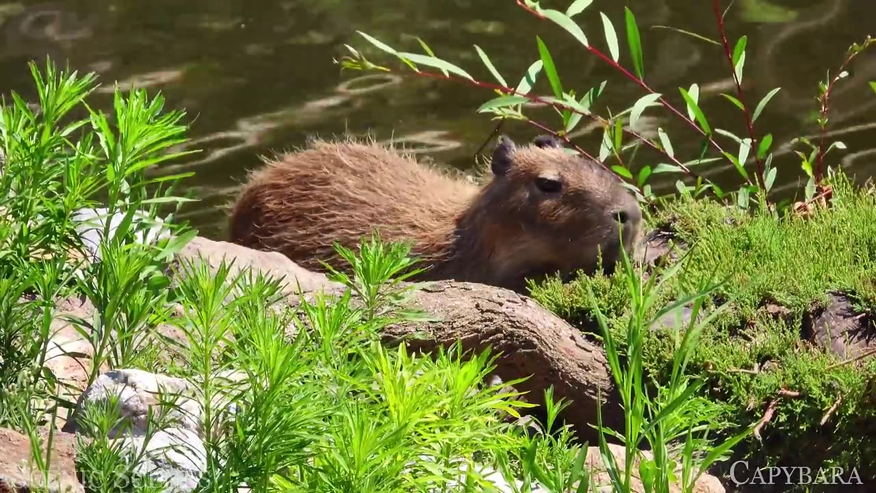 Animals of Amazon