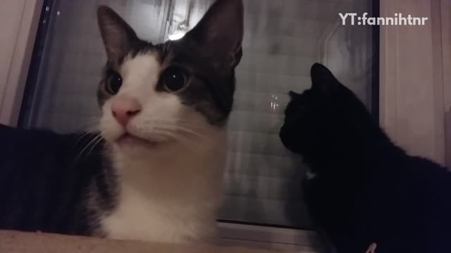 Black cat hits white cat in back of head in front of window