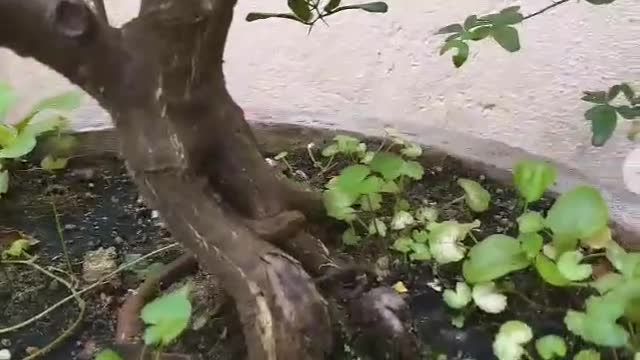 Beautiful bonsai mandarin tree