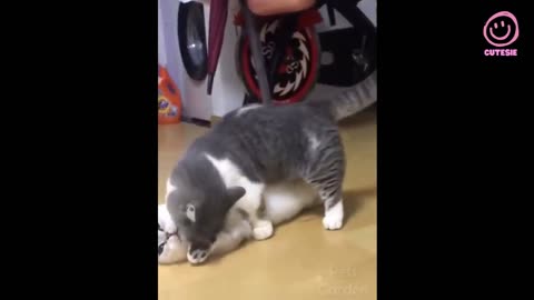 Funny and Cute Cat's Life