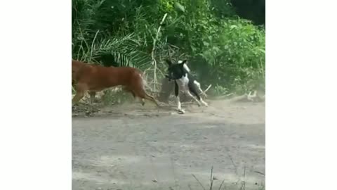 Red VS 2Black Dog Fight